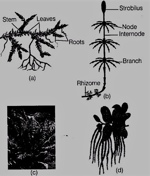 plant-kingdom-cbse-notes-class-11-biology