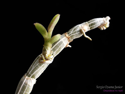 Orquídea Dendrobium loddigesii