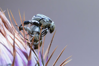 escarabajo-turquesa-hoplia-chlorophana-