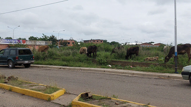 ALTOS COSTOS DE PRODUCCIÓN GENERA PROLIFERACIÓN DE ANIMALES EN ZONAS BALDÍAS DE CARORA