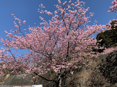 河津桜