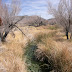 Ash Meadows National Wildlife Refuge