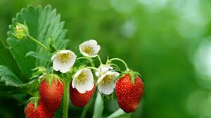 Ensalada de Fresas con Espinaca