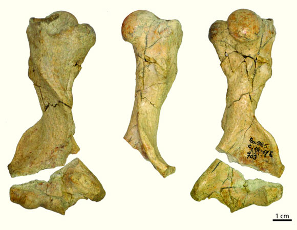 Το απολιθωμένο βραχιόνιο οστό του Smutsia olteniensis. [Credit: Terhune et al.]