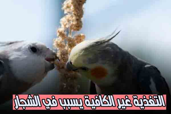 التغذية غير الكافية - Nooh Freestyle