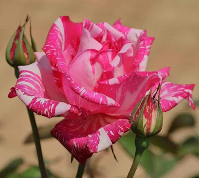 Rose Day Special: Know Why Roses are Symbols of Love, Live and Laugh, Quotes