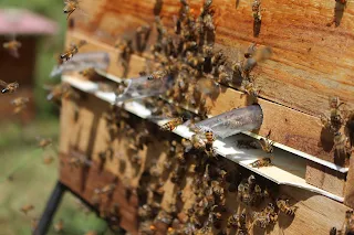مشروع تربية النحل وإنتاج العسل