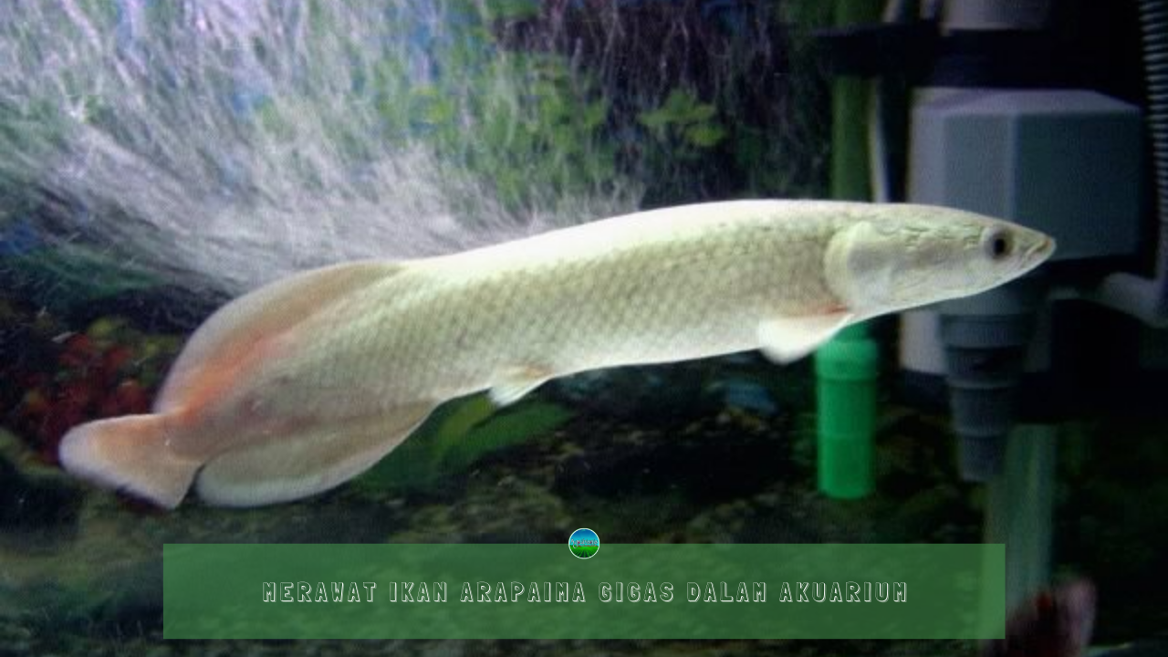 Merawat Ikan Arapaima Gigas Dalam Akuarium