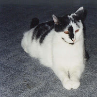 Our Miracle Cat--Moe (12) RIP Dec. 31, 2007