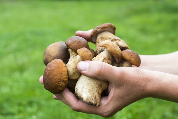 Medicinal mushroom price in India | Mushroom supplier | Biobritte mushroom company