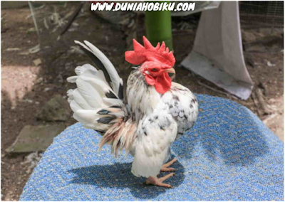 gambar ayam serama