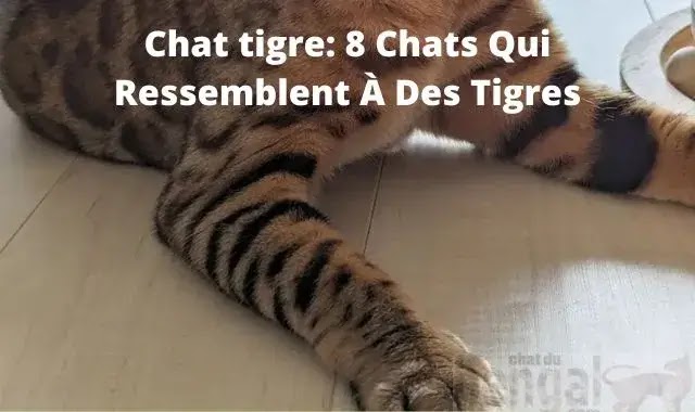 chat tigre