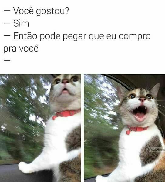 150 memes fofos de animais para você ter na manga