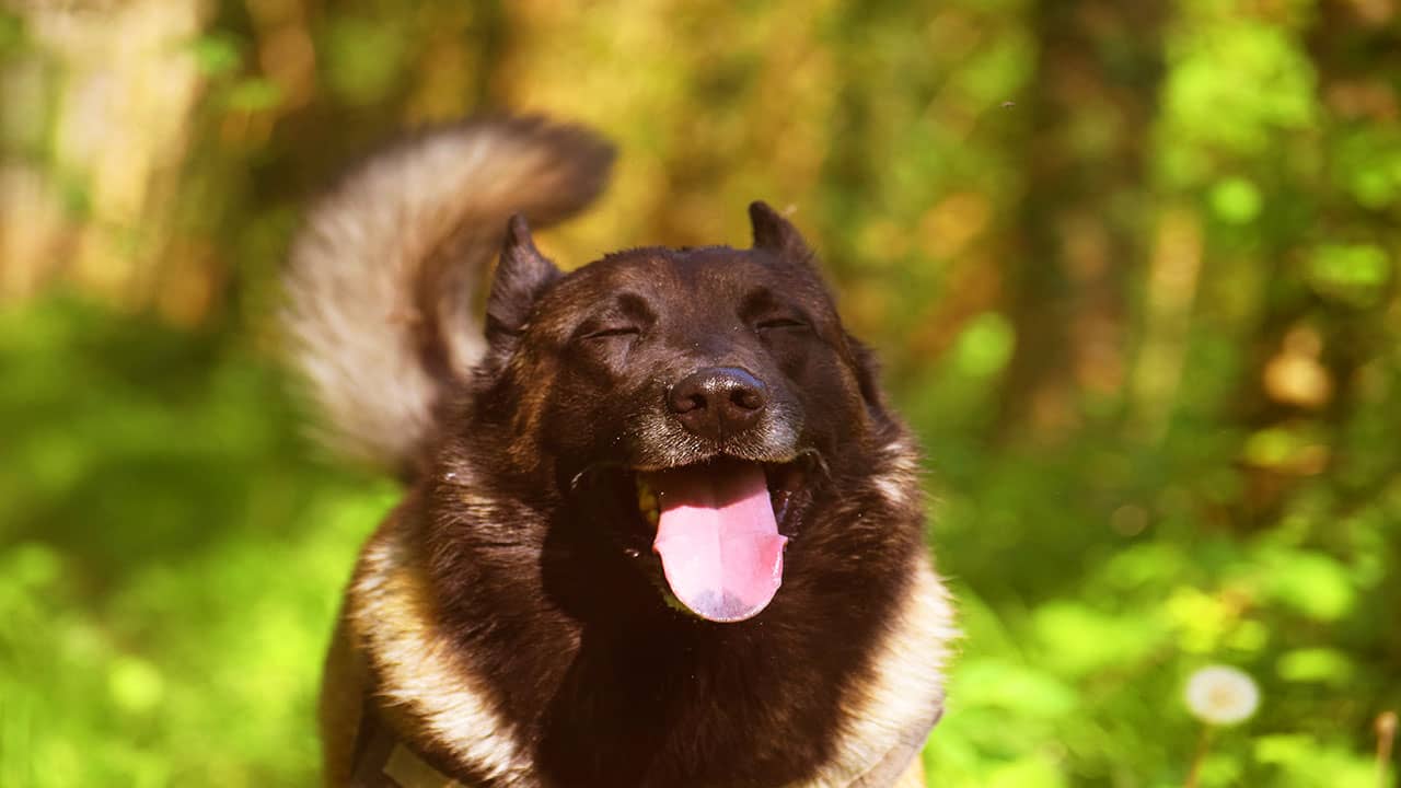 Berger malinois