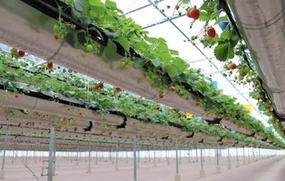 Vertical Planted Strawberry