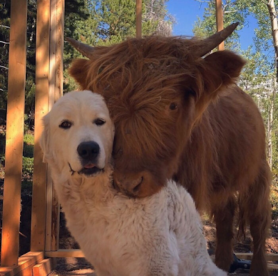 https://www.boredpanda.com/cute-cows/