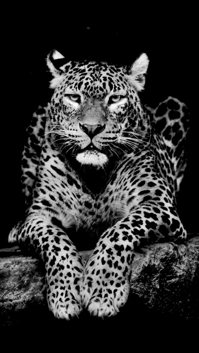 Cheetah Wallpaper images for Mobile, iphone || Animal Wallpaper images