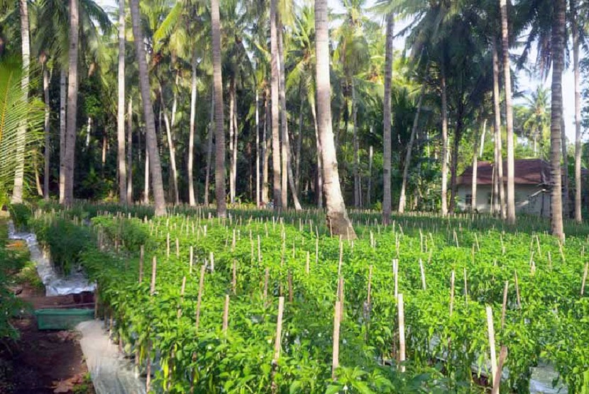 Tanaman cabai di bawah perkebunan kelapa