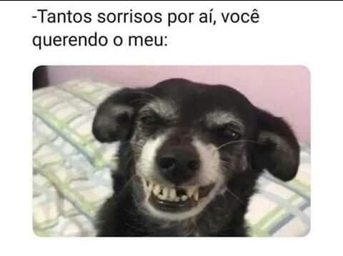 150 memes fofos de animais para você ter na manga