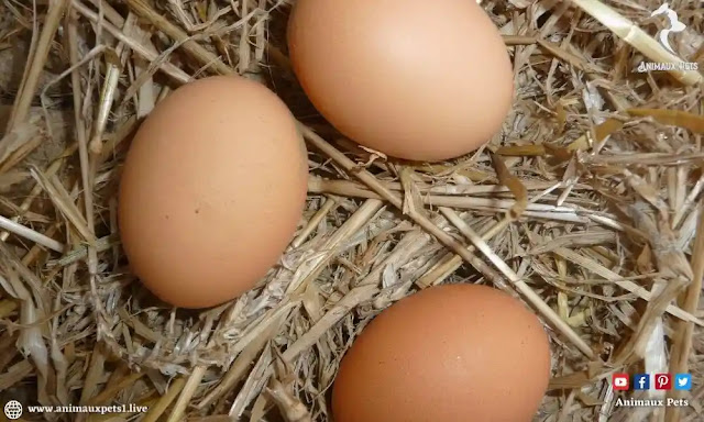 Question regulation on the breeding of hens for an individual