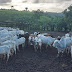 Quadrilha que atuava há mais de 10 anos furtando gado é desarticulada na Bahia