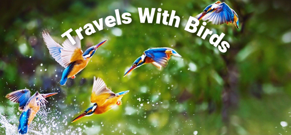 Travels With Birds