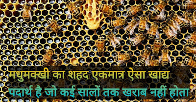 Honey Bee Facts In Hindi