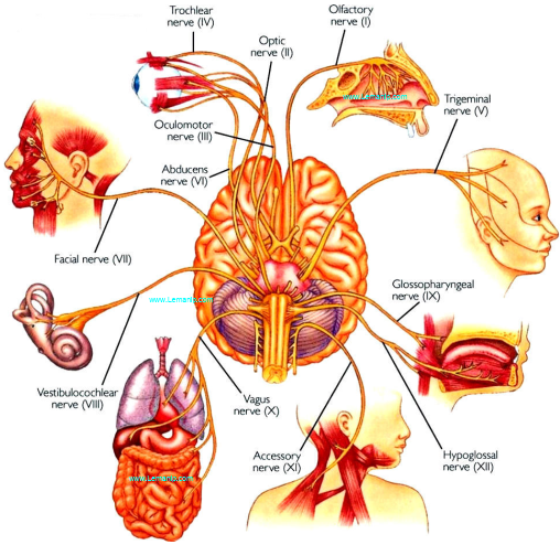 mind neurology,lebonheur neurology,brigham and women's neurology,multiple sclerosis hyperreflexia,myasthenia gravis and covid 19,optic nerve test for ms,myasthenia gravis doctor,rem sleep behavior disorder multiple sclerosis,ms and seizures like symptoms,multiple sclerosis facial palsy