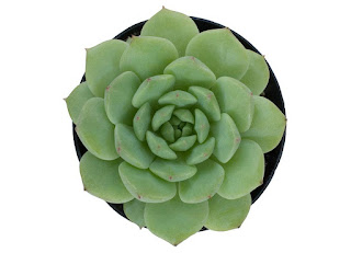 Echeveria 'Chris'