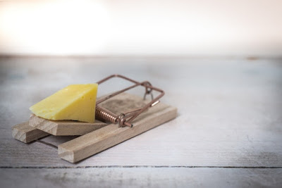 A mousetrap with cheese.