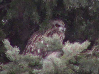 Short-Eared Owl Downsview Park.