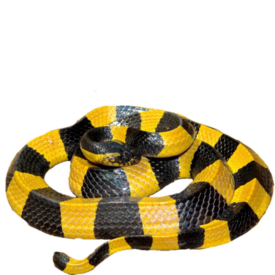 Banded krait, Bungarus fasciatus, Venomous snake, Neurotoxic venom, Snakebite, Snake species, Snake family: Elapidae, Dangerous reptile, Banded pattern, Asian krait, Scales, Krait bite symptoms, Antivenom, Snake habitats, Nocturnal snake, Camouflage, Defensive behavior, Snakebite treatment, Wildlife conservation