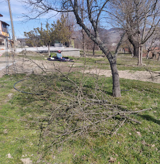 Trimming trees