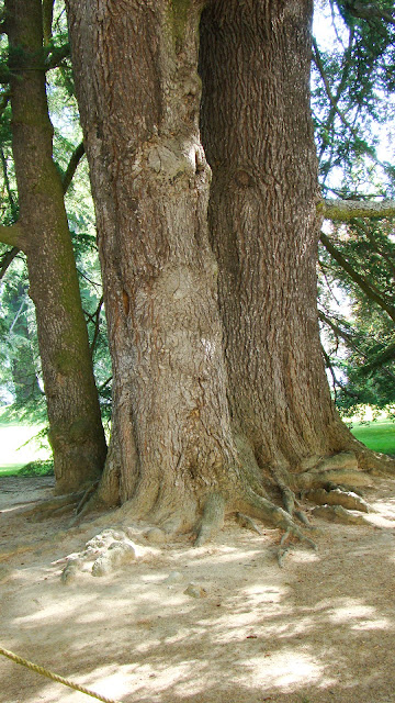 Cedro del Líbano (Cedrus libani A.Rich.).