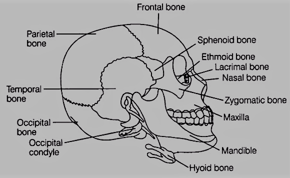 Skull