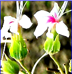 Two normal White flowers looks fine