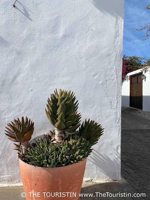 A terracotta pot planted with succulents in front of a white cottage on the corner of a lane with another white-washed house and a brown wooden garage door overgrown by a pink bougainvillaea.