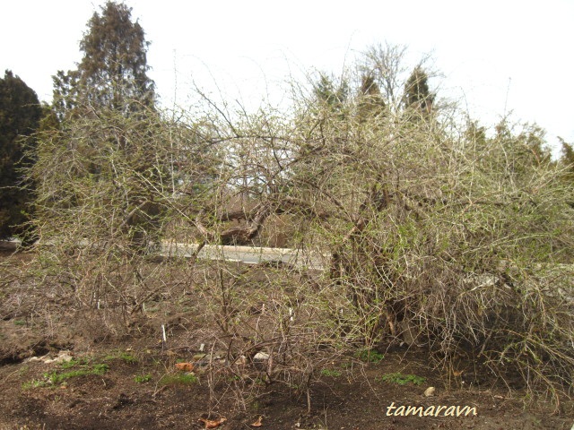 Принсепия китайская / Плоскосемянник китайский (Prinsepia sinensis, =Plagiospermum sinense)