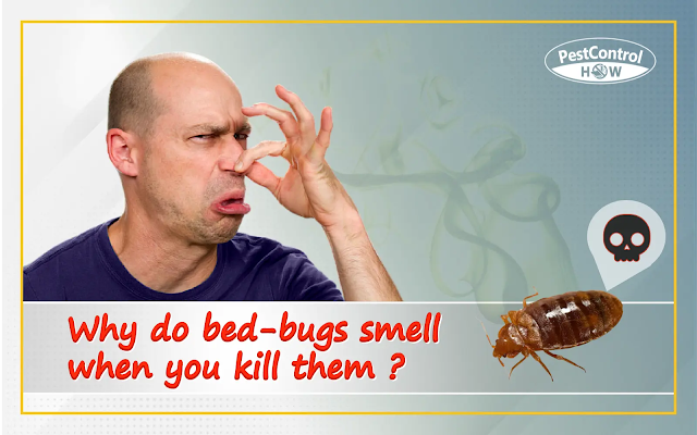 why-do-bed-bugs-smell-when-you-kill-them