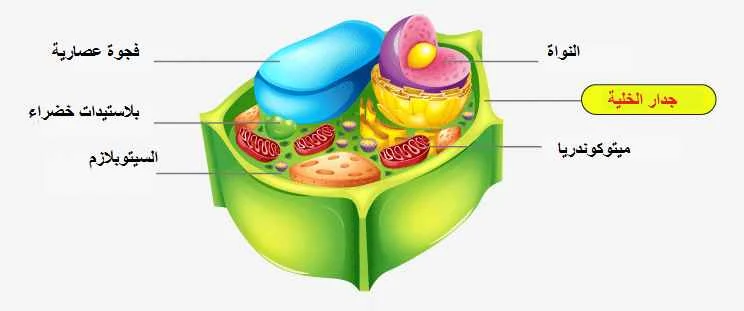 الجدار الخلوي | الوظيفة , التركيب , الانواع , تعريف جدار الخلية