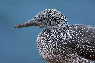 Wildlifefotografie Helgoland Lummenfelsen