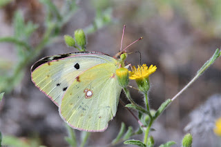 mariposa-amarilla-colias-crocea-forma-helice-