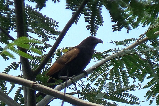 Dlium Sunda coucal (Centropus nigrorufus)