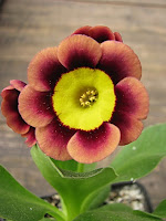 auricula 'Nickity' аурикула ушковая примула альпийские аурикулы