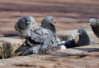 Exterminio de palomas urbanas