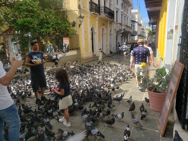 Pigeons in San Juan Street