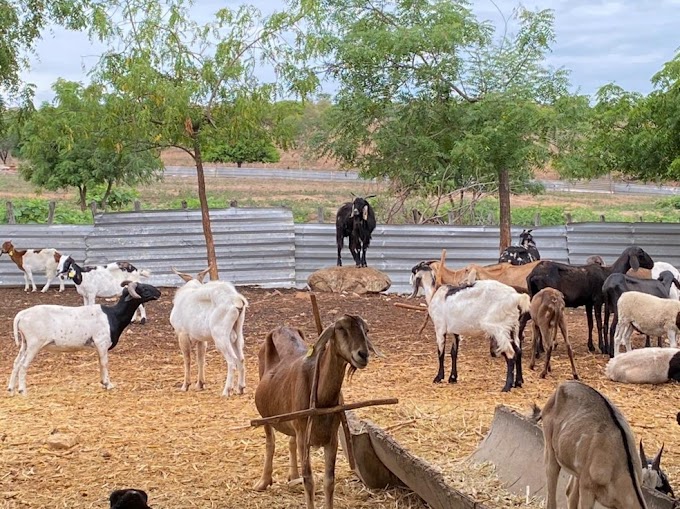  Detran mantém fazenda com 1,5 mil animais recolhidos nas estradas estaduais do Ceará