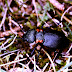 Meloe corallifer
