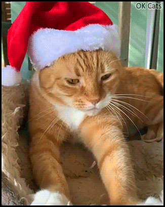 Christmas Cat GIF • Elegant ginger cat with Santa hat making Xmas biscuits for family