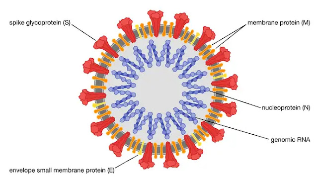 O coronavírus SARS-CoV-2, a causa da pandemia de COVID-19.